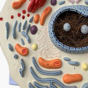 Modelo de células animales 2000 veces Maginification Hospital Biología Escuela Material didáctico Estudiante Aprendizaje de Ciencias Médicas - Product Image 4