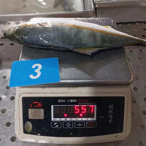 Novo Lote de Peixe Rabo Amarelo Congelado à Venda - Product Image 1