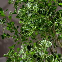 Arbre artificiel Ficus en gros, grand modèle d'intérieur à multiples troncs, décoratif avec pot, fourniture directe usine pour acheteurs B2B