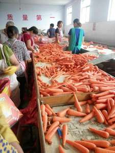 Satmak için taze havuç çin iyi tat küresel boşluk Shandong havuç havuç çiftliğinden üst sınıf - Product Image 4