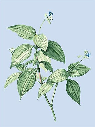 Color As Picture Shown