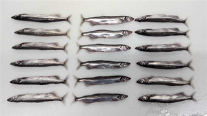 Pescado Capelin Congelado Shishamo Capelin - Product Image 4