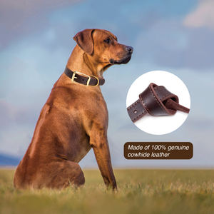 Eavy duty-<span class=keywords><strong>collar</strong></span> de perro con hebilla de cuero genuino, accesorio con logotipo personalizado para Centro Comercial edium ARGE OGS uppy at Itten - Product Image 4