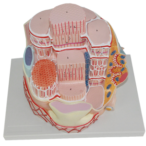 Modelo de Músculo Esquelético de Plástico con Aumento de 40000 Veces, Estructura de Fibra Muscular, Retícula Sarcoplasmática, Miosina, Actina - Product Image 2