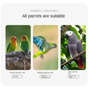 Papağan paslanmaz çelik için gelişmiş kafes katı ahşap DIY dekore altın güneş gizemli rüzgar kuşlar düğme kapatma kutusu paketlenmiş - Product Image 6