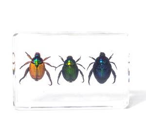 Insetti reali in resina esemplare di insetto insetti realistici animali realizzati in resina giocattoli per bambini collezione di biologia - Product Image 2