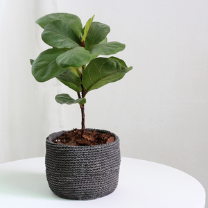 Chậu Hoa Xi Măng Hình Tròn Tùy Chỉnh Thiết Kế Sóng Tre Thời Trang Cũ Để Trang Trí Vòm - Product Image 6