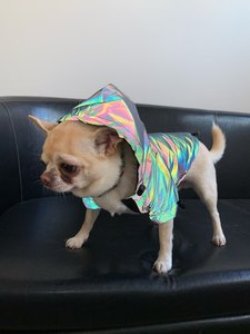 Custom Logo High Visible Waterproof Reflective Safety Life Jacket Novelty <strong>Dog</strong> <strong>Coat</strong> for Spring Autumn Winter Season Outdoor Run - Product Image 6
