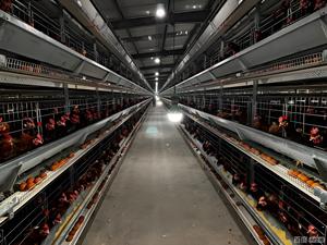 Steel Structure Chicken House Building Design and Installation for 10,000 Laying Hen - Product Image 6