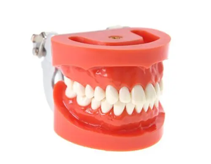 نماذج أسنان طبية تعليمية للعرض، نماذج أسنان مصنوعة من الراتنج للتدريب والتعليم - Product Image 2