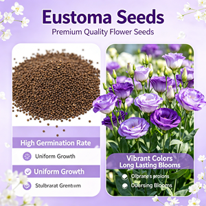 Semillas de Lisianthus de Alto Rendimiento, Semillas de <span class=keywords><strong>Eustoma</strong></span> <span class=keywords><strong>Grandiflorum</strong></span>, Semillas de Flores Ornamentales en Maceta para Decoración del Hogar, Venta al por Mayor - Product Image 2