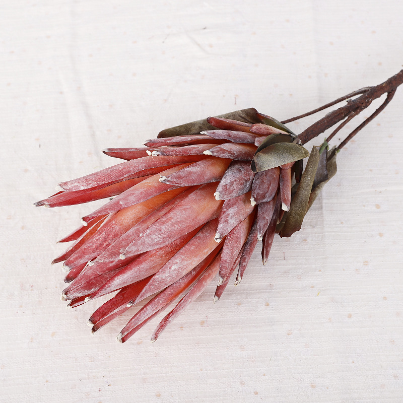 King Protea [Red]