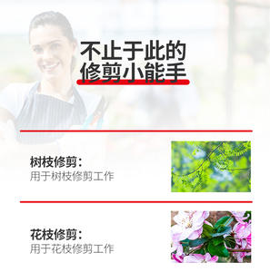 Sécateurs et cisailles de jardin en acier inoxydable avec lame incurvée et droite, design simple pour l'utilisation en jardin et en intérieur - Product Image 3