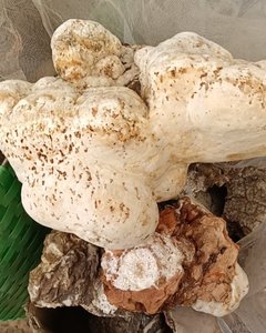 Ku Bai Ti, Champignon Chinois Herbal Amère Blanc (Fomitopsis officinalis), Séché, de Haute Qualité, Herbe Traditionnelle Chinoise, Plante Aromatique - Product Image 4