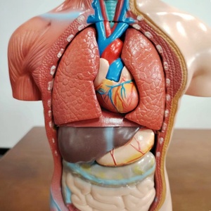 DARHMMY 42厘米无性别人体躯干模型18部分医学解剖模型 - Product Image 6