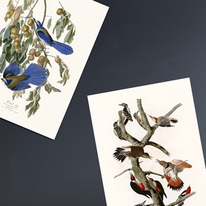 Poster Murale Personalizzato con Foto/Misura, Illustrazioni di Uccelli Americani, Stampa Artistica per Soggiorni e Arredamento Casa, Senza Cornice - Product Image 3