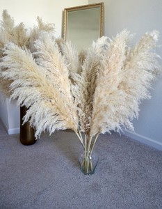 Fleur de Pampa Séchée Naturelle Authentique Grande Plume pour Décoration Ins, Vente en Gros - Product Image 6