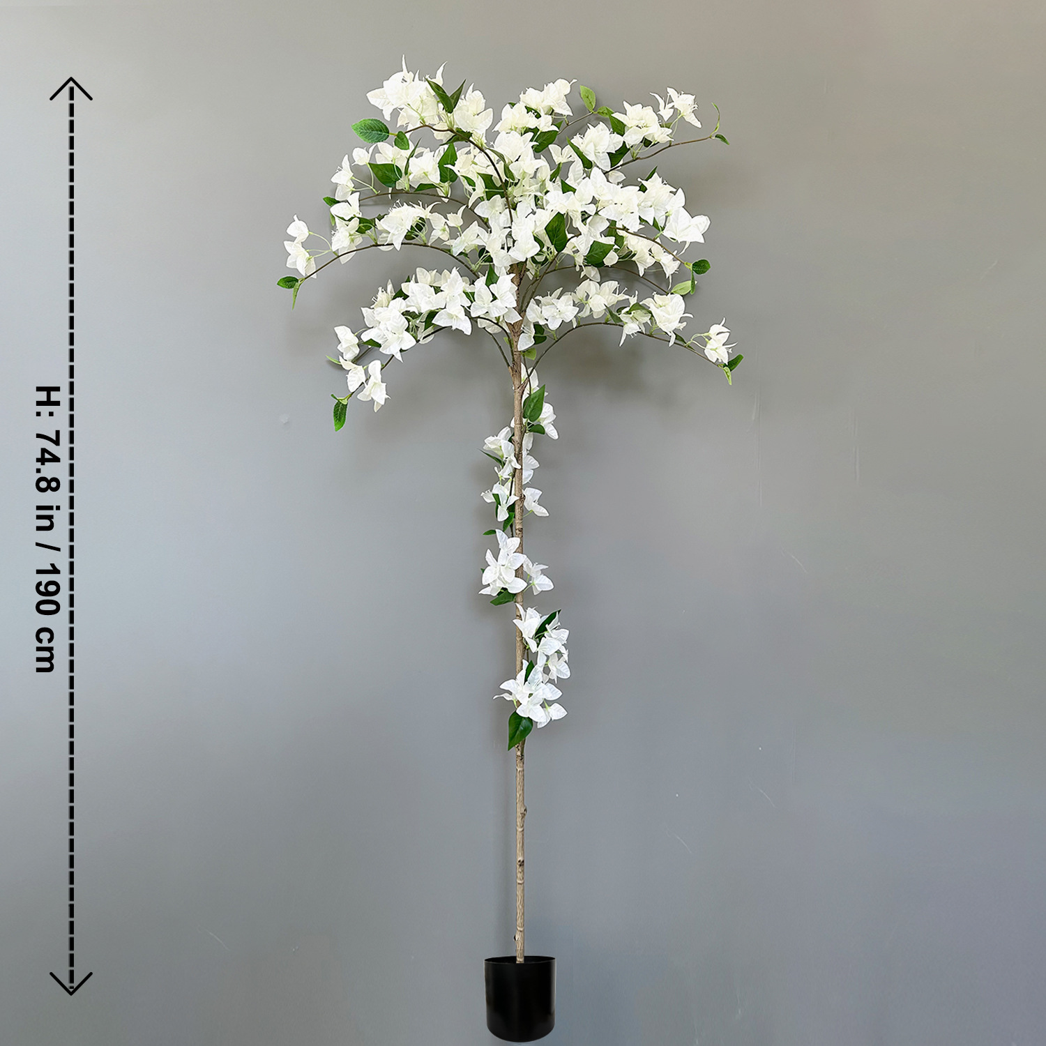 Bougainvillier blanc enveloppé de 1,9 m