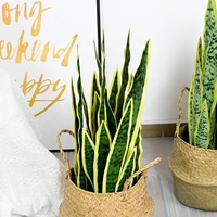 Arbre d'agave décoratif d'intérieur sansevieria, plante de serpent, feuilles vertes pour la décoration de bonsaï