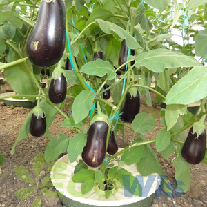 Irrigation <span class=keywords><strong>Arrosage</strong></span> Croissance Plantation Légumes Système d'<span class=keywords><strong>arrosage</strong></span> <span class=keywords><strong>automatique</strong></span> Plante Racine Irrigation Boîte d'<span class=keywords><strong>arrosage</strong></span> Conteneur - Product Image 1