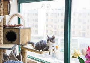 Fabricant en gros haute capacité de charge ventouse fenêtre chat suspendu hamac - Product Image 6