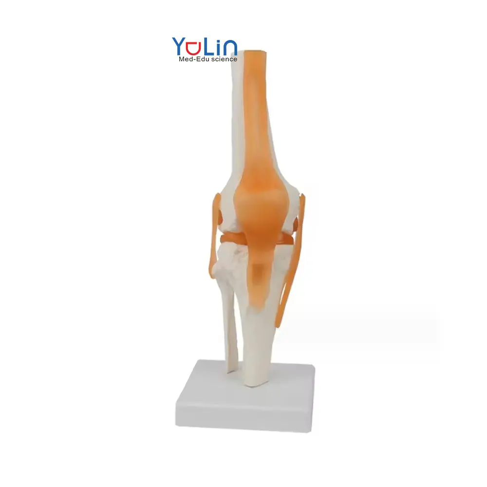 Model tulang lutut anatomis suhu tinggi tahan aus harga pabrik penjualan langsung dapat ditekuk biru meniskus