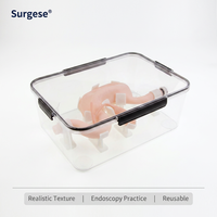 Modèle de pratique d'endoscopie gastro-intestinale, simulateur biomimétique d'estomac et de duodénum pour la formation aux compétences en gastroscopie et ERCP, OEM