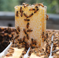 Apiculture 250g 500g Boîte en nid d'abeille transparente Récipient de miel pour Cassette de miel en plastique