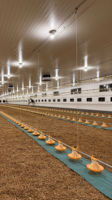 Cages préfabriquées pour poulets de chair Cages pour poulets de chair Système de plancher pour poulets de chair