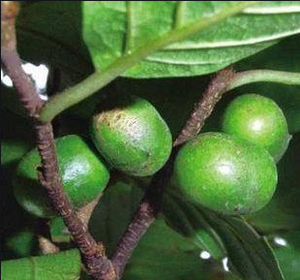 Fábrica al por mayor de alta calidad Natural puro de grado alimenticio orgánico <span class=keywords><strong>Agrimonia</strong></span> Pilosa extracto Gluteal Fruit Extract - Product Image 2