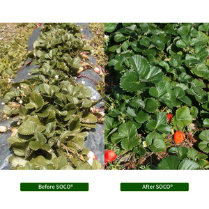 SOCO Chất Giữ Nước Kali Polyacrylate Sap Đất Hydrogel Cấp Nông Nghiệp Cho Sầu Riêng, Quả Bơ - Product Image 4