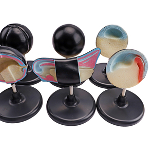 Mô hình động vật nghiên cứu giáo dục sinh học 8 miếng ếch mô hình phát triển phôi mô hình y tế - Product Image 4