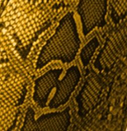 โกลเด้น