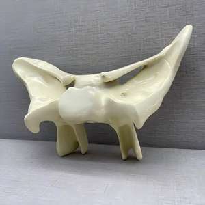 Modelo Anatómico Ampliado del Hueso Esfenoidal Humano - Herramienta de Enseñanza Anatómica para la Educación Médica - Product Image 4