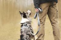 Truelove Yüksek Kaliteli Çekme Önleyici Naylon Ayarlanabilir Lüks Köpek Tasması ve Yaka Seti Yansıtıcı Köpek Aksesuarları Spor
