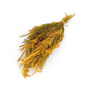 Ide produk baru 2023 lumut klub bunga yang diawetkan untuk semua jenis dekorasi Festival klub lumut - Product Image 4