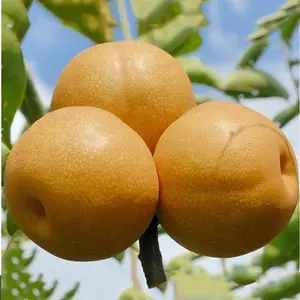 Fresh Shandong Pear Fresh Ya Pear Chinese Fruit A Grade Yellow Sweet Juicy Crisp Pear 100% Maturity