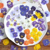 Fleurs séchées pressées de primulas et de violonelles de couleurs mélangées pour la fabrication de bijoux, boucles d'oreilles, colliers, pendentifs et fournitures d'artisanat