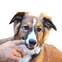 Brosse à dents pour animaux de compagnie en silicone de luxe, 360 degrés, poils doux, nettoyage des dents et massage des gencives pour chiens et chats, sans BPA, 5 couleurs, utilisation en salle de bain