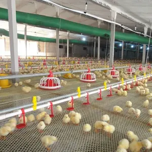 Attrezzatura per allevamento di pollame 3 livelli 4 livelli gabbia per uova di gallina a strati gabbia automatica per polli per allevamento di polli