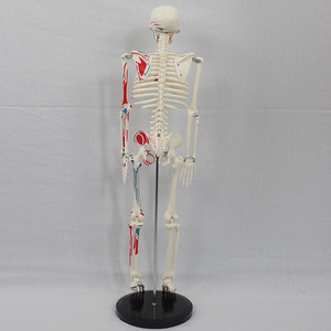 Modèle squelettique personnalisé de 85 cm avec points d'origine et d'insertion musculaire pour la partie du corps supérieure ; modèle squelettique pour l'enseignement médical. - Product Image 3