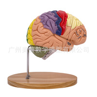 Modèle d'enseignement de l'anatomie du cerveau humain pour la neurologie médicale, les sciences du cerveau, les régions cérébrales et le système cérébrovasculaire