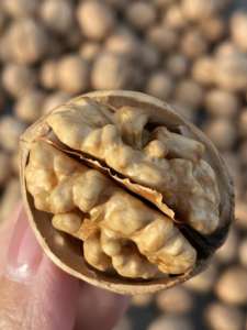 <span class=keywords><strong>Nueces</strong></span> de China de alta calidad 185 <span class=keywords><strong>gramos</strong></span> producto a buen <span class=keywords><strong>precio</strong></span> - Product Image 6