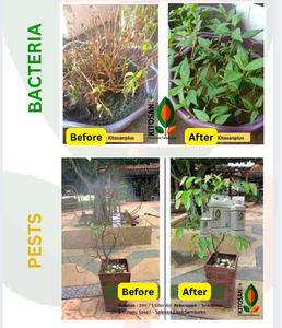 Meilleurs bio-stimulants liquides de Malaisie, booster organique, favorise le développement d'une canopée plus verte et plus durable pour tous les types d'agriculture - Product Image 6