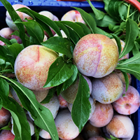 Plum Hitam Cina Kualitas Premium 10kg Pflaume Buah Segar Pemasok Ekspor