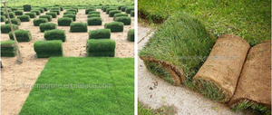 Coupeur de <span class=keywords><strong>rouleau</strong></span> de pelouse <span class=keywords><strong>d</strong></span>'herbe de jardin à essence <span class=keywords><strong>Prix</strong></span> de tonte de machine de coupe de <span class=keywords><strong>gazon</strong></span> - Product Image 5
