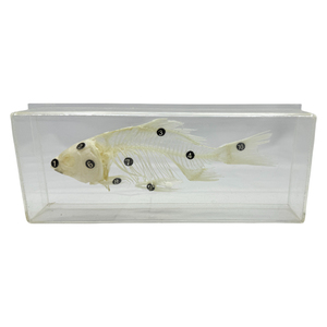 <span class=keywords><strong>Esqueleto</strong></span> <span class=keywords><strong>de</strong></span> pescado modelo bio laboratorio <span class=keywords><strong>de</strong></span> la escuela clase muestra enseñanza SIDA - Product Image 3