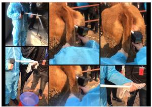 Detector de ovulación Universal para mascotas, dispositivo Digital y portátil automático para ganado, vaca, caballo, canino - Product Image 6