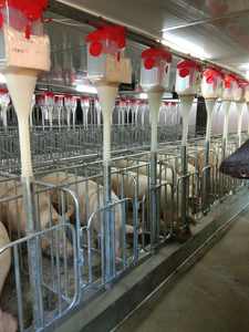 Comedero Doble para Cerdos Tipo U Tipo M Material SUS para Uso en Corrales de Cerdos - Product Image 2