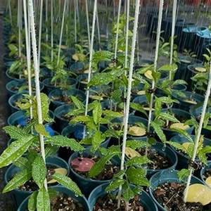 <span class=keywords><strong>Tige</strong></span> flexible en fibre de verre robuste |   Support pour tiges de plantes et alternative au support en <span class=keywords><strong>bambou</strong></span> pour les jardins - Product Image 5